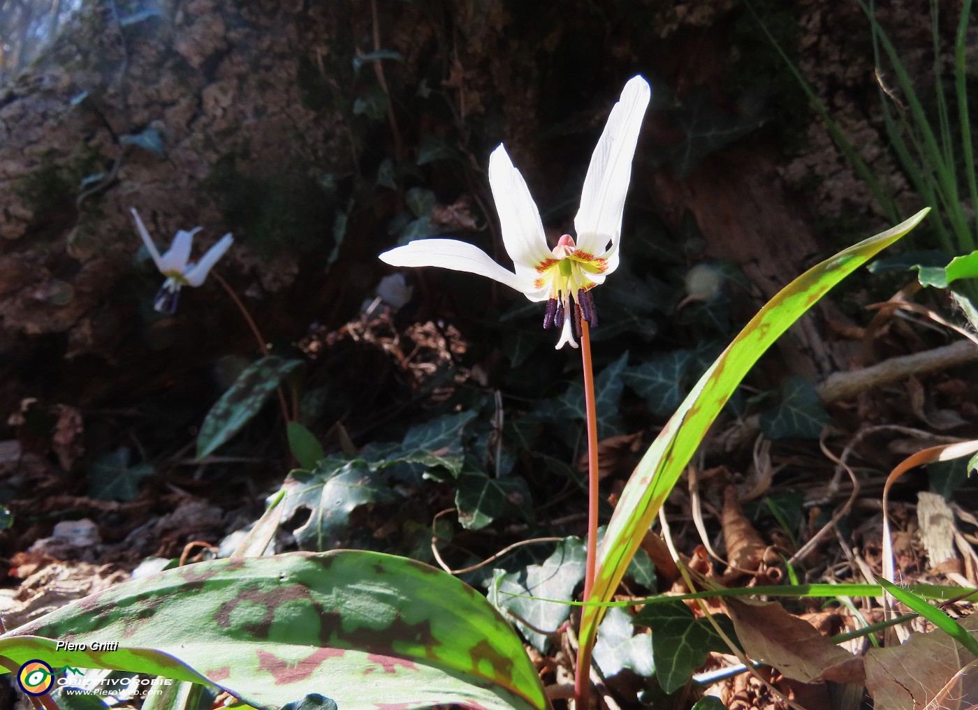 66 Erythronium dens-canis (Dente di cane).JPG